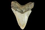 Fossil Megalodon Tooth - North Carolina #109885-2